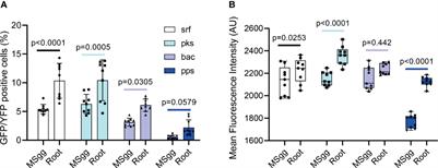 Bacillus subtilis Colonization of Arabidopsis thaliana Roots Induces Multiple Biosynthetic Clusters for Antibiotic Production